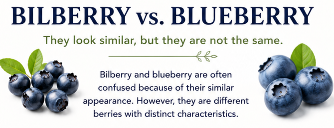 Bilberry VS Blueberry