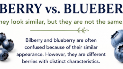 Bilberry VS Blueberry